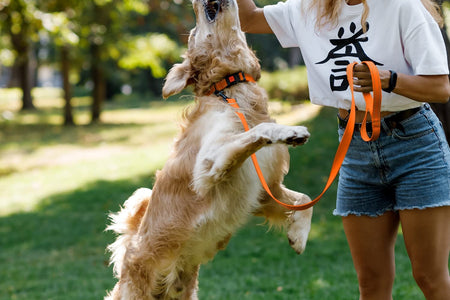 Reflective Dog Collar for a Small, Medium, Large Dog or Puppy with a Quick Release Buckle - Boy and Girl - Nylon Suitable for Swimming (10-13 Inch, Orange)